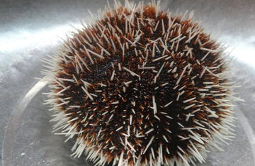 婴儿能不能吃海胆？宝宝多大能吃海胆