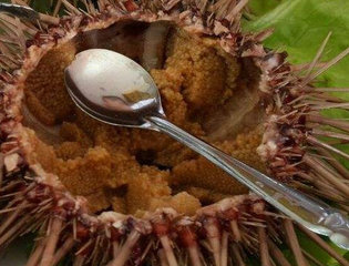 婴儿能不能吃海胆？宝宝多大能吃海胆