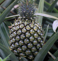 菠萝绿色能吃吗?绿色菠萝怎么吃好1