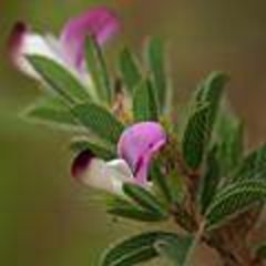 掐不齐,鸡眼草,牛黄草