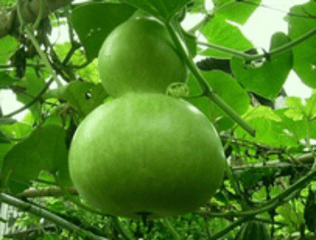 蒲瓜不能和什么一起吃？蒲瓜和什么相克？