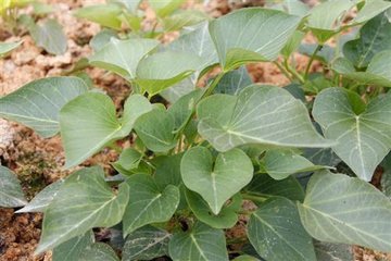 多吃地瓜叶(红薯叶)有什么好处?1