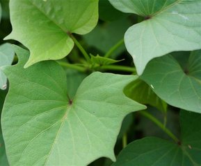 多吃地瓜叶(红薯叶)有什么好处?2