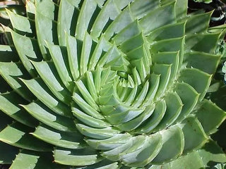 你的身体需要排毒吗？57种排毒食物全记录4