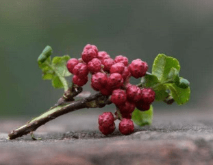 花椒配一宝：3天排出5斤宿便，口臭消失，让肾脏重返年轻