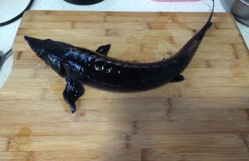 中华鲟鱼的做法1