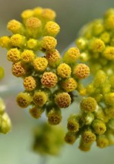 野菊花就真是野生的菊花吗？3