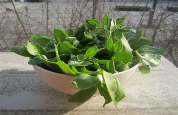 怎么种植穿心莲？1