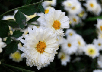 野菊花就真是野生的菊花吗？