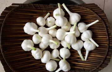 糖蒜的做法2