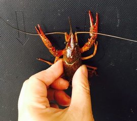 大龙虾的做法1