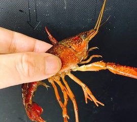 大龙虾的做法2