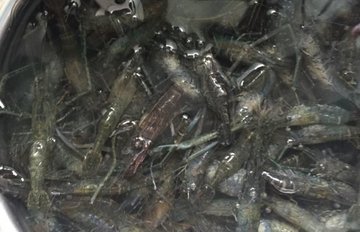 醉虾的做法和调料1