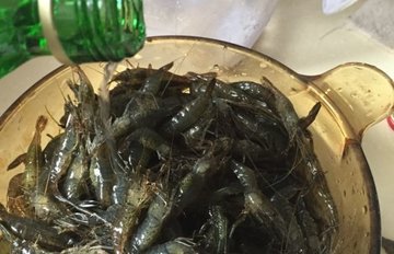 醉虾的做法和调料3