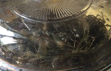 醉虾的做法和调料4