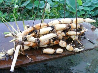 挑选莲藕不要只知道挑粗的！还需注意这几点，挑到品质更好的莲藕1