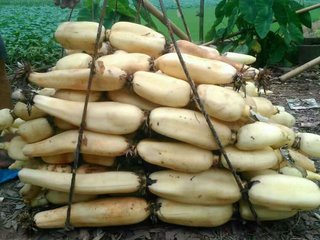 挑选莲藕不要只知道挑粗的！还需注意这几点，挑到品质更好的莲藕3