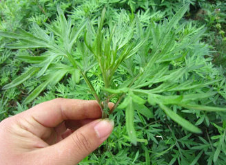 夏季不妨多吃，湿气的“克星”，排净体内湿毒1