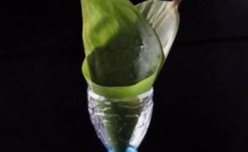 星级大厨MOMO：端午节到了，不会包粽子？用饮料瓶包粽子2