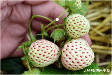 大鱼号：盘点那些价格昂贵的水果4