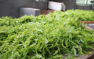 在空调房皮肤越来越干燥？每天泡一杯茶，让皮肤变水润！1