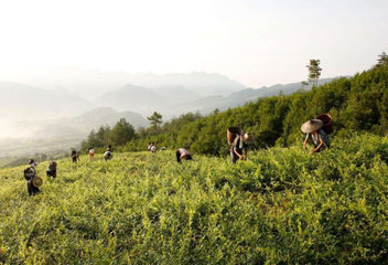 润喉还清肺:烟不离手者喝水的时候记得放点它1