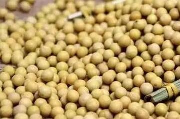 黄豆