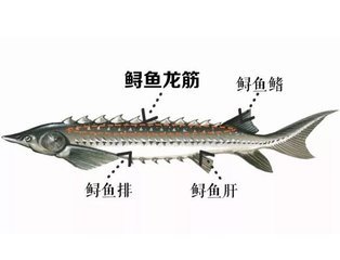 鲟鱼