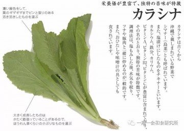 中国人吃的芥茉99%都是假的?真的？假的？1