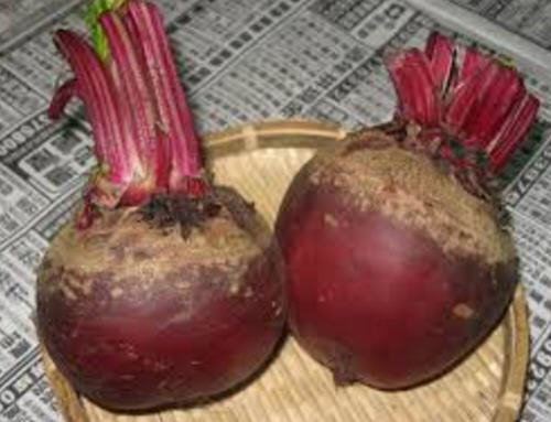 甜菜根和萝卜的图片区别图解，甜菜根不是萝卜3