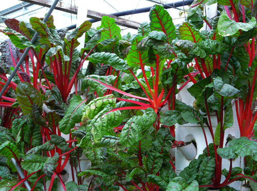 红叶甜菜怎么吃最好-红叶甜菜的吃法2