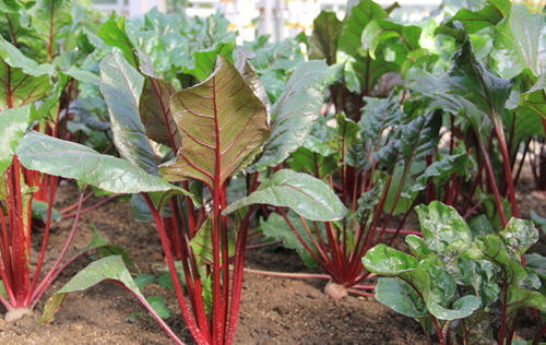 红叶甜菜怎么吃最好-红叶甜菜的吃法4