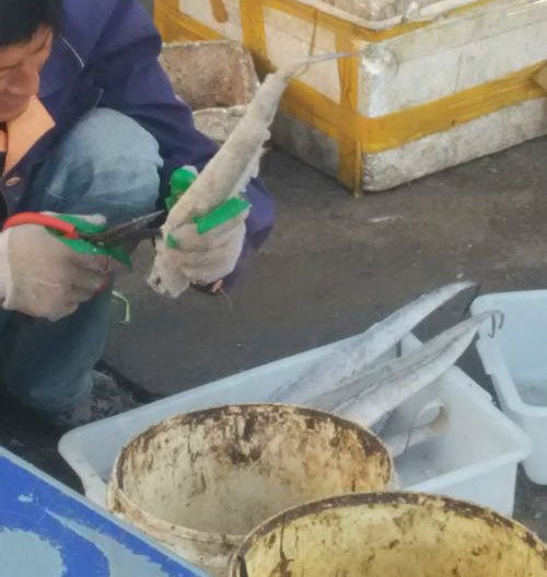 带鱼怎么收拾-处理方法图解2