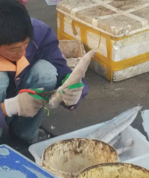 带鱼怎么收拾-处理方法图解5