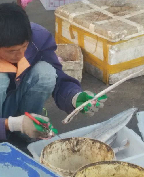 带鱼怎么收拾-处理方法图解6