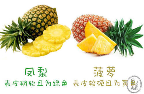 金菠萝是凤梨吗-凤梨与金菠萝的区别是什么2