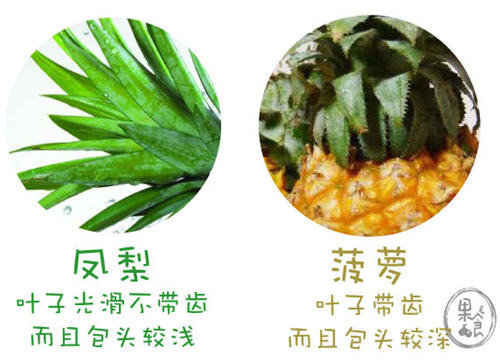金菠萝是凤梨吗-凤梨与金菠萝的区别是什么3