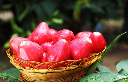 莲雾的吃法：莲雾怎么吃要削皮嘛?莲雾的正确吃法图解2