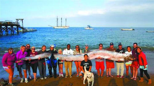 什么是皇带鱼？皇带鱼图片样子1