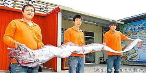 什么是皇带鱼？皇带鱼图片样子3