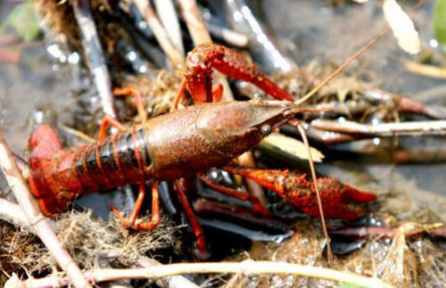 小龙虾的来历-小龙虾的起源于什么地方1