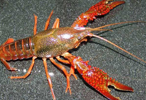小龙虾的来历-小龙虾的起源于什么地方2