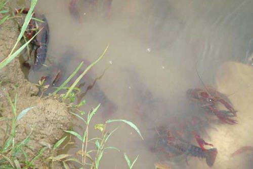 小龙虾的来历-小龙虾的起源于什么地方3