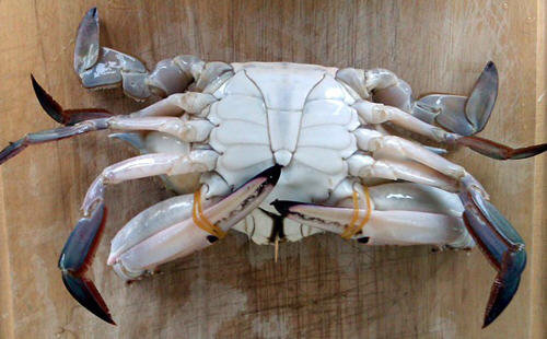 梭子蟹怎么洗最干净-梭子蟹的清洗方法图解2