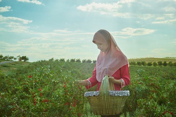 回娘子枸杞的成型之路：三棵树，摘一罐2
