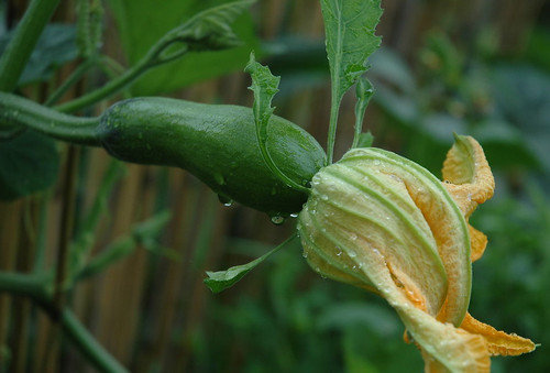 南瓜花能吃吗-南瓜(倭瓜)花蕊的正确吃法1