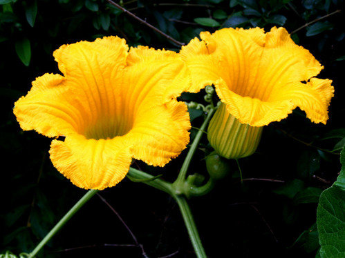 南瓜花能吃吗-南瓜(倭瓜)花蕊的正确吃法2