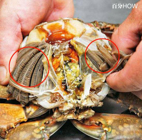 螃蟹怎么杀-螃蟹的杀法图解教程4
