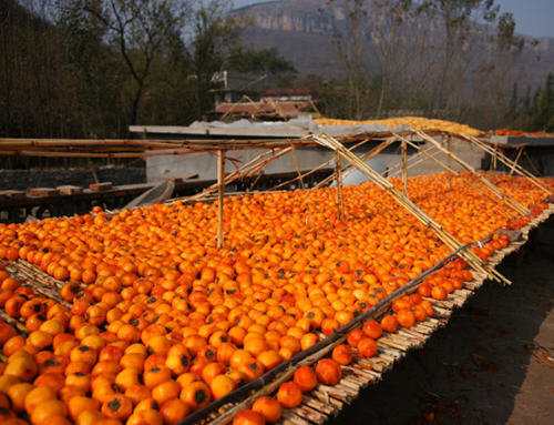 图解柿饼怎么晒-怎样晾柿饼的方法3