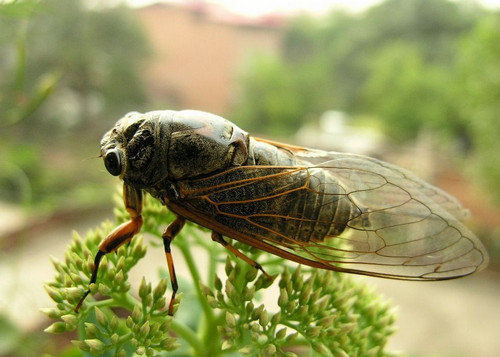 小知了能吃吗-知了怎么样吃最好1
